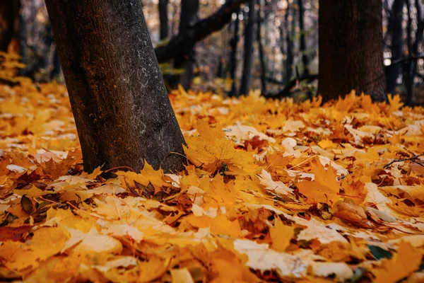 秋の森の中で道路や太陽の光と赤とカラフルな秋の色 — ストック写真