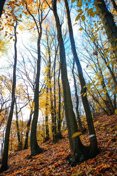 Červené Barevné Podzimní Barvy Lese Cestou Slunečním Svitem Podzimní Sezóně — Stock fotografie