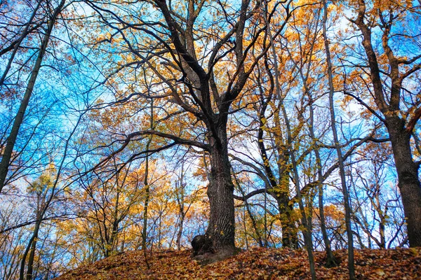Cores Vermelhas Coloridas Outono Floresta Com Uma Estrada Sol Temporada — Fotografia de Stock