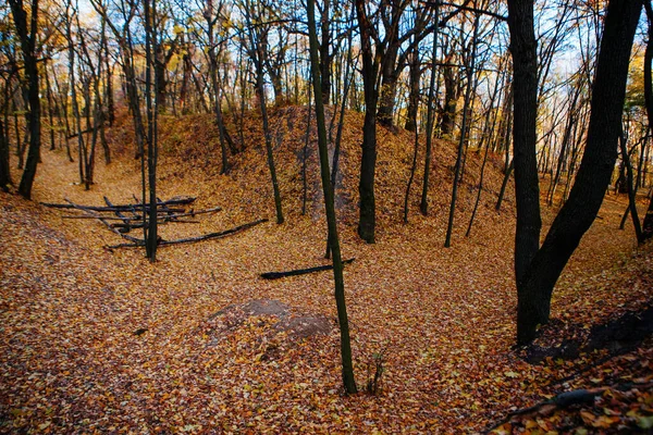 Colores Rojos Coloridos Otoño Bosque Con Camino Sol Temporada Otoño —  Fotos de Stock