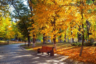 Parktaki altın sonbahar boyunca güneşli bir gün