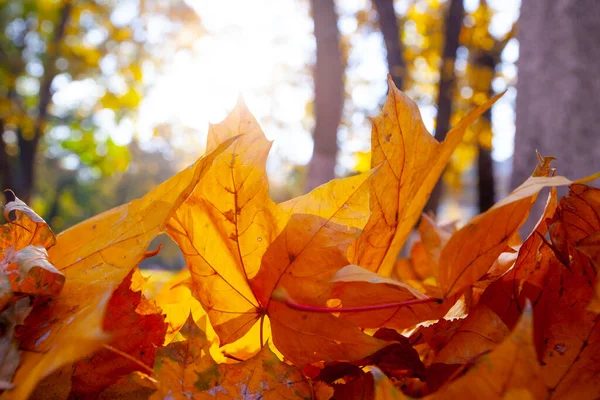 公園の晴れた日の黄色の紅葉 — ストック写真