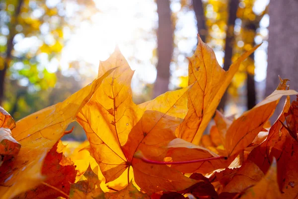 Yellow Autumn Maple Leaf Sunny Day Park — Stock Photo, Image