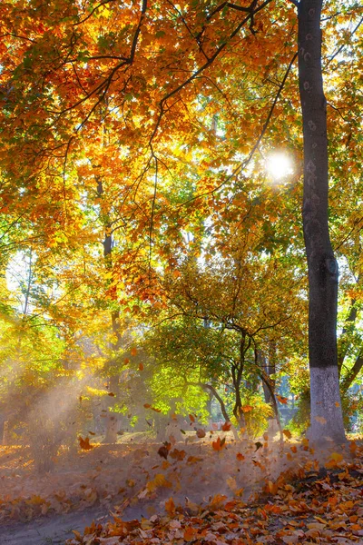 Sonniger Tag Mit Nebel Goldenen Herbst Park — Stockfoto