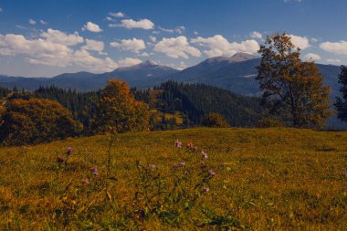 Karpat dağlarında güzel bir sonbahar başlangıcı, Ukrayna