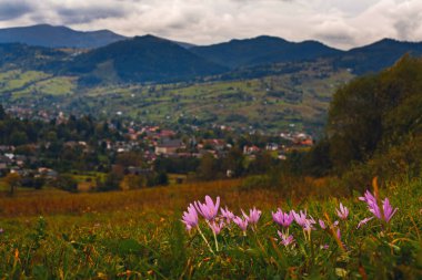 Karpat dağlarındaki çayırlarda güzel sonbahar çiçekleri