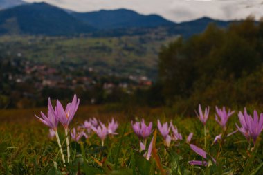 Karpat dağlarındaki çayırlarda güzel sonbahar çiçekleri
