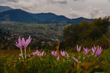 Karpat dağlarındaki çayırlarda güzel sonbahar çiçekleri