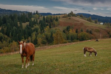 Karpatlar 'da sonbaharın başlarında, Ukrayna' da güzel atlar otluyor.