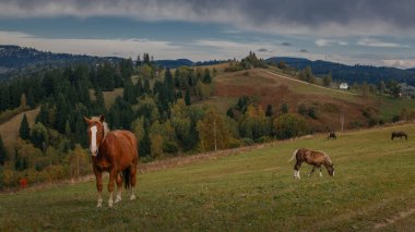 Karpatlar 'da sonbaharın başlarında, Ukrayna' da güzel atlar otluyor.