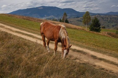 Karpatlar 'da sonbaharın başlarında, Ukrayna' da güzel atlar otluyor.