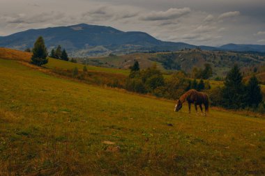 Karpat dağlarında güzel bir sonbahar başlangıcı, Ukrayna