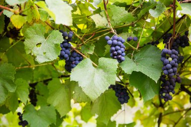 Mor yeşil yaprakları ile üzüm 