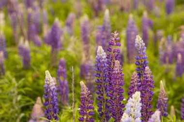 Acı bakla alan pembe mor ve mavi çiçekli. Lupines yaz çiçek arka plan avuç. Lupinus.