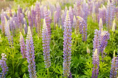 Acı bakla alan pembe mor ve mavi çiçekli. Lupines yaz çiçek arka plan avuç. Lupinus.