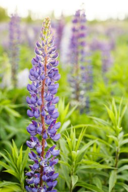 Acı bakla alan pembe mor ve mavi çiçekli. Lupines yaz çiçek arka plan avuç. Lupinus.