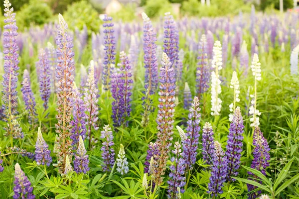 Lupine Veld Met Roze Paarse Blauwe Bloemen Stelletje Lupine Zomer — Stockfoto