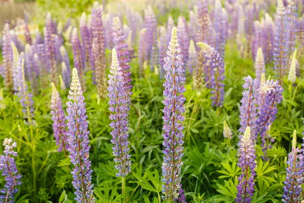 Lupine Veld Met Roze Paarse Blauwe Bloemen Stelletje Lupine Zomer — Stockfoto