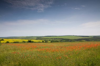 Haşhaş ve bahar yeşil çim alan