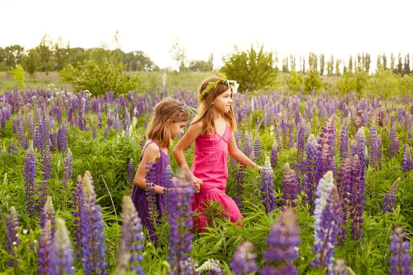 Girls with long hair walking in the field of lupine in the evening, holding hands