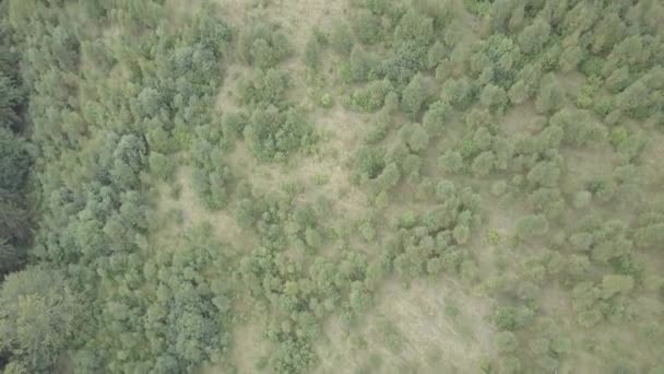 夏のカルパティア森と Dzembronya ウクライナの近くの山に空中のトップ ビュー — ストック動画