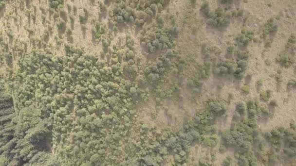 Vista Aérea Bosque Los Cárpatos Verano Las Montañas Cerca Aldea — Vídeos de Stock