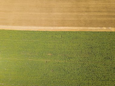 Yaz zamanı insansız hava aracından ayçiçeğine ve buğday tarlalarına hava görüntüsü