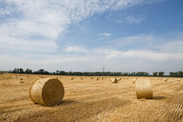 Geoogst Veld Met Strobalen Zomer — Stockfoto