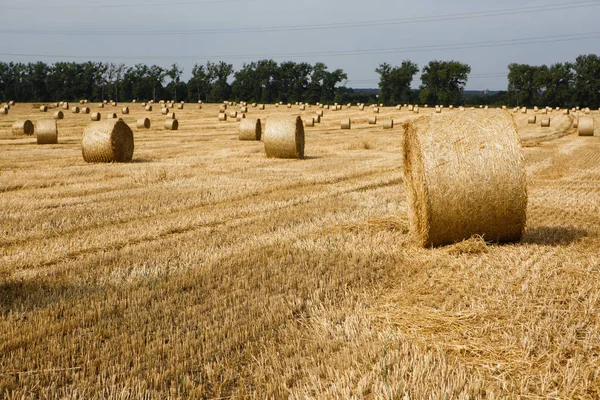 Campo Colhido Com Fardos Palha Verão — Fotografia de Stock