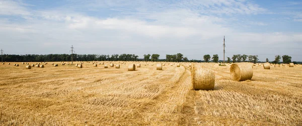 Campo Colhido Com Fardos Palha Verão — Fotografia de Stock