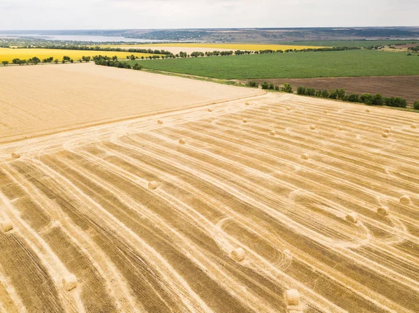 Yaz zamanı insansız hava aracından ayçiçeğine ve buğday tarlalarına hava görüntüsü