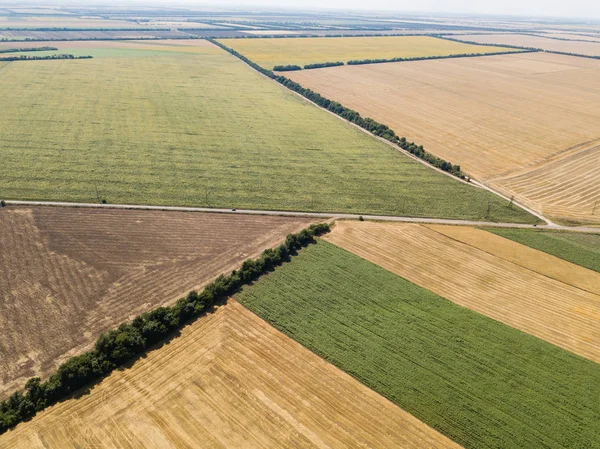 Yaz zamanı insansız hava aracından ayçiçeğine ve buğday tarlalarına hava görüntüsü