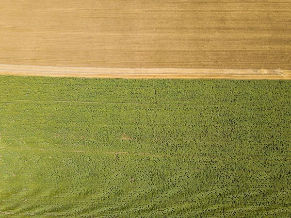 Yaz zamanı insansız hava aracından ayçiçeğine ve buğday tarlalarına hava görüntüsü