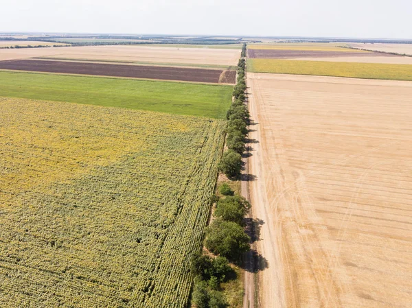 Yaz zamanı insansız hava aracından ayçiçeğine ve buğday tarlalarına hava görüntüsü