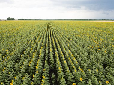 Bulutlu gökyüzü üzerinde ayçiçeği alanının hava dron görünümü