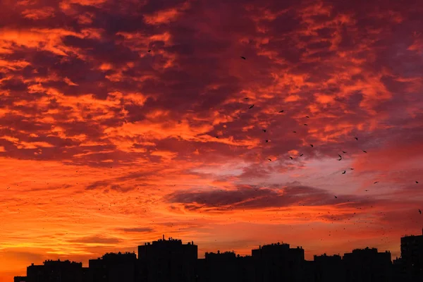 Beautiful urban sunset view on Kiev with flying birds, Ukraine