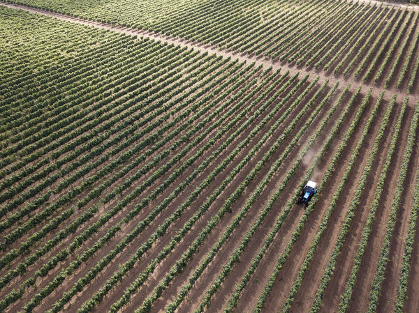 Aerial view from drone to vineyard with working tractor
