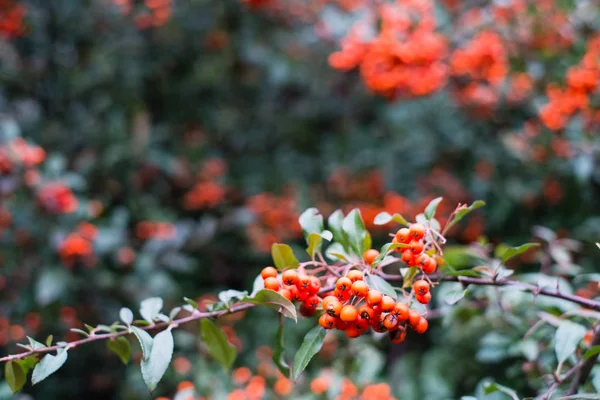 Red Berries Pyracantha Coccinea — Stock Photo, Image