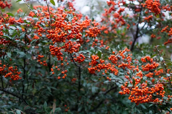 Rote Beeren Von Pyracantha Coccinea — Stockfoto