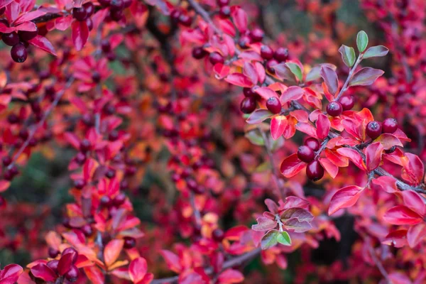 Cotoneaster Horizontalis Växt Med Mogna Röda Bär — Stockfoto