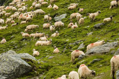 Dağlarda bir çayırda koyun. Güzel doğal peyzaj