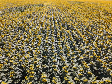 Ayçiçeği alan hava dron görünümünü, yaz, yeşil ve sarı çizgili