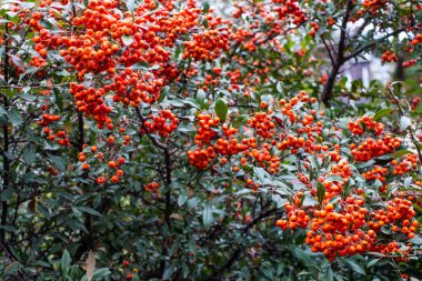ateş dikeni coccinea kırmızı meyveler
