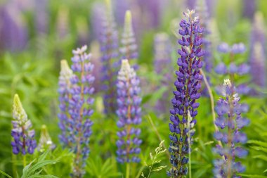 Acı bakla alan pembe mor ve mavi çiçekli. Lupines yaz çiçek arka plan avuç. Lupinus.