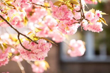 Bahar zaman eski ev içinde güzel kiraz çiçeği sakura