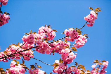 Güzel kiraz çiçeği sakura ilkbahar zamanı mavi gökyüzünde.
