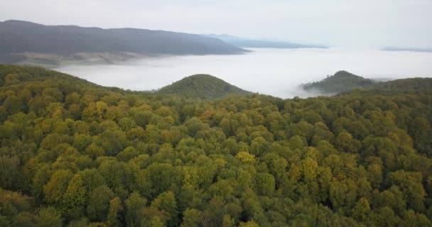 Hava Sisli Güneşli Sabah Görünümüne Carpathian Forest Ukrayna Vurdu — Stok video