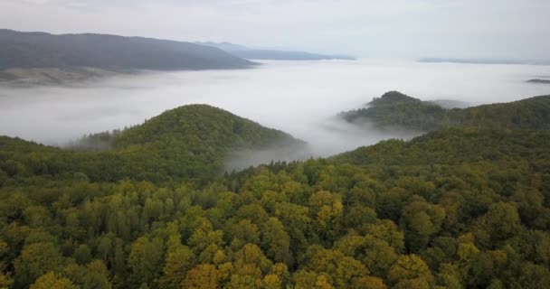 Vue Aérienne Matinée Ensoleillée Brumeuse Dans Forêt Des Carpates Prise — Video