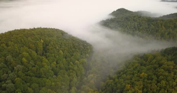 Vista Aérea Nebulosa Mañana Soleada Bosque Los Cárpatos Filmada Ucrania — Vídeos de Stock