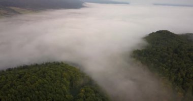 Hava sisli güneşli sabah görünümüne Carpathian Forest, Ukrayna'da vurdu